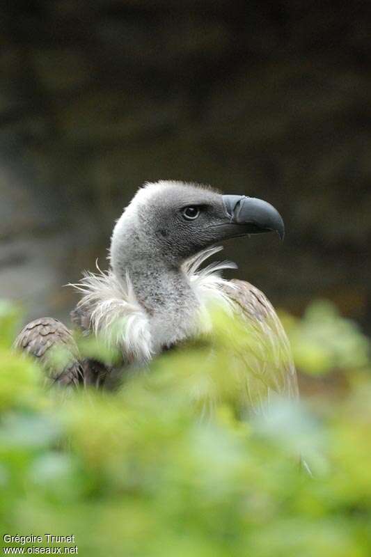 White-backed Vultureadult, close-up portrait