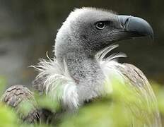 White-backed Vulture