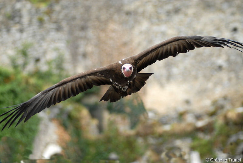 Vautour charognard