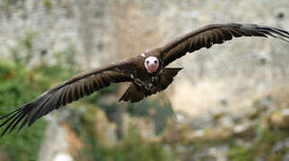 Vautour charognard