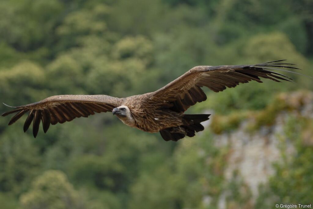 Vautour fauve