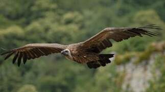 Griffon Vulture