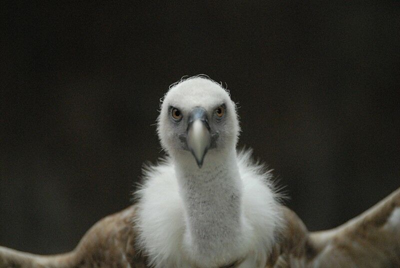 Griffon Vulture