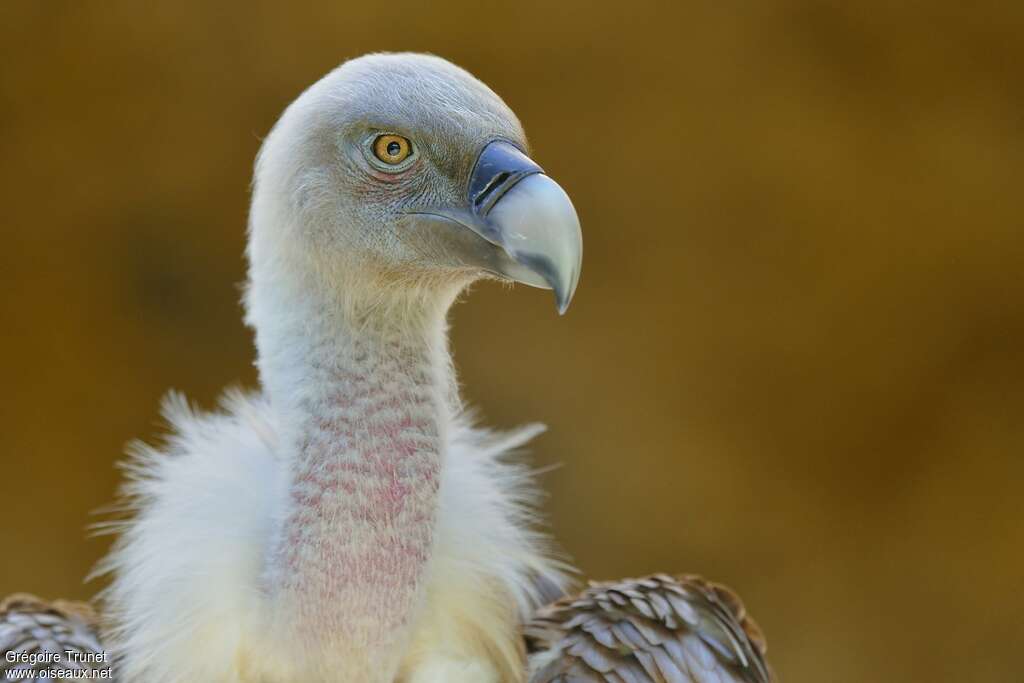 Vautour fauveadulte, portrait