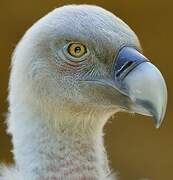 Griffon Vulture