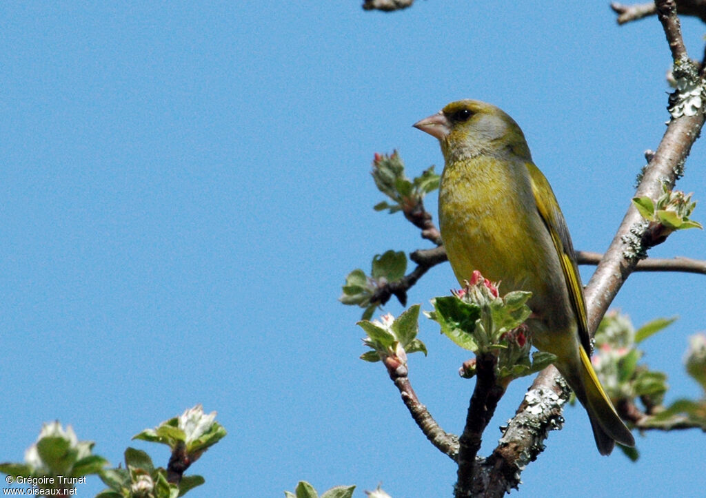 European Greenfinch