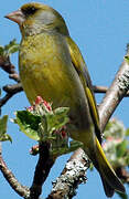 European Greenfinch