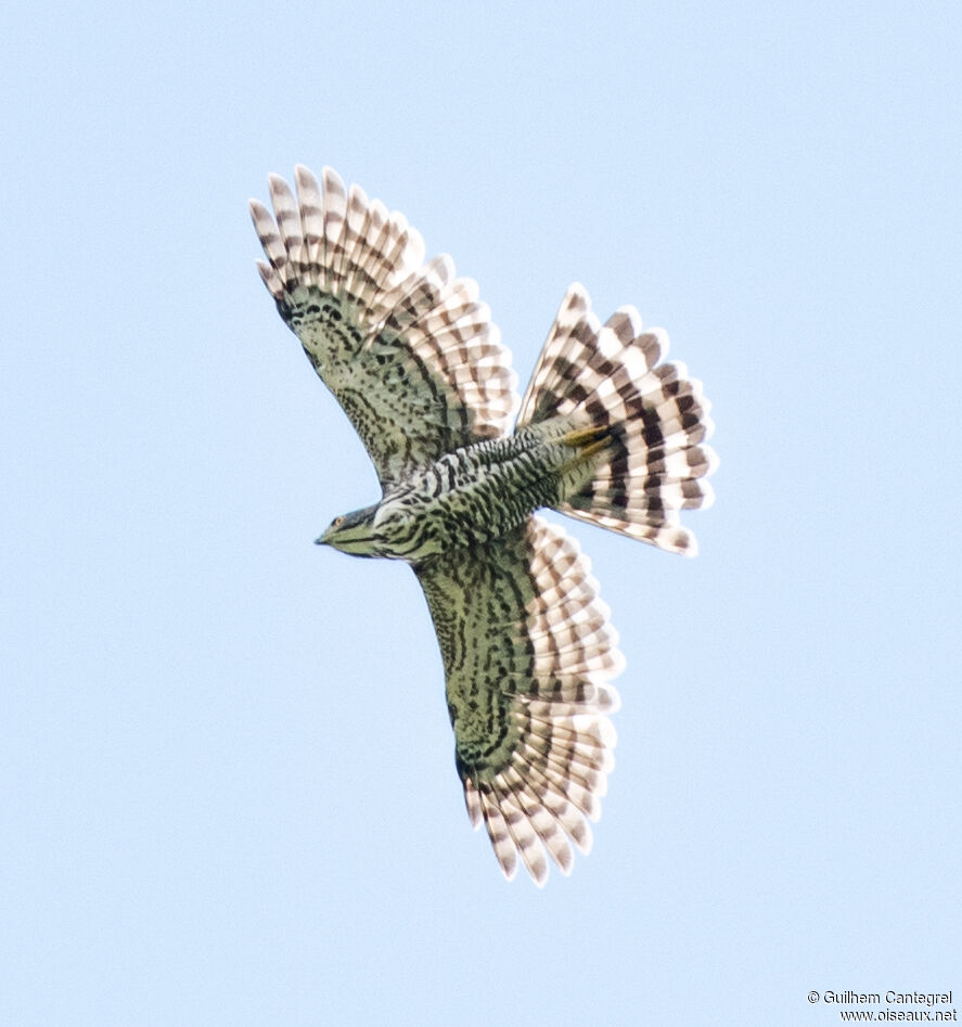 Aigle montagnard, composition, pigmentation, Vol