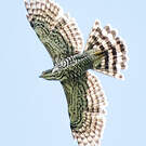 Aigle montagnard