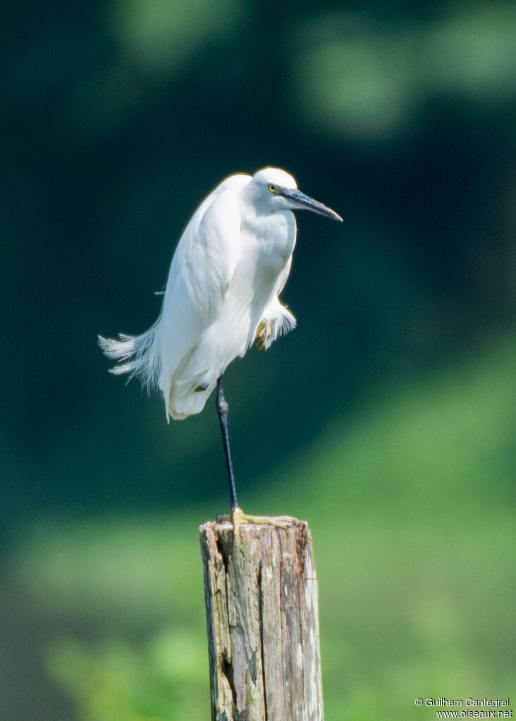 Aigrette garzette, identification, marche