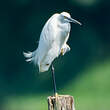 Aigrette garzette