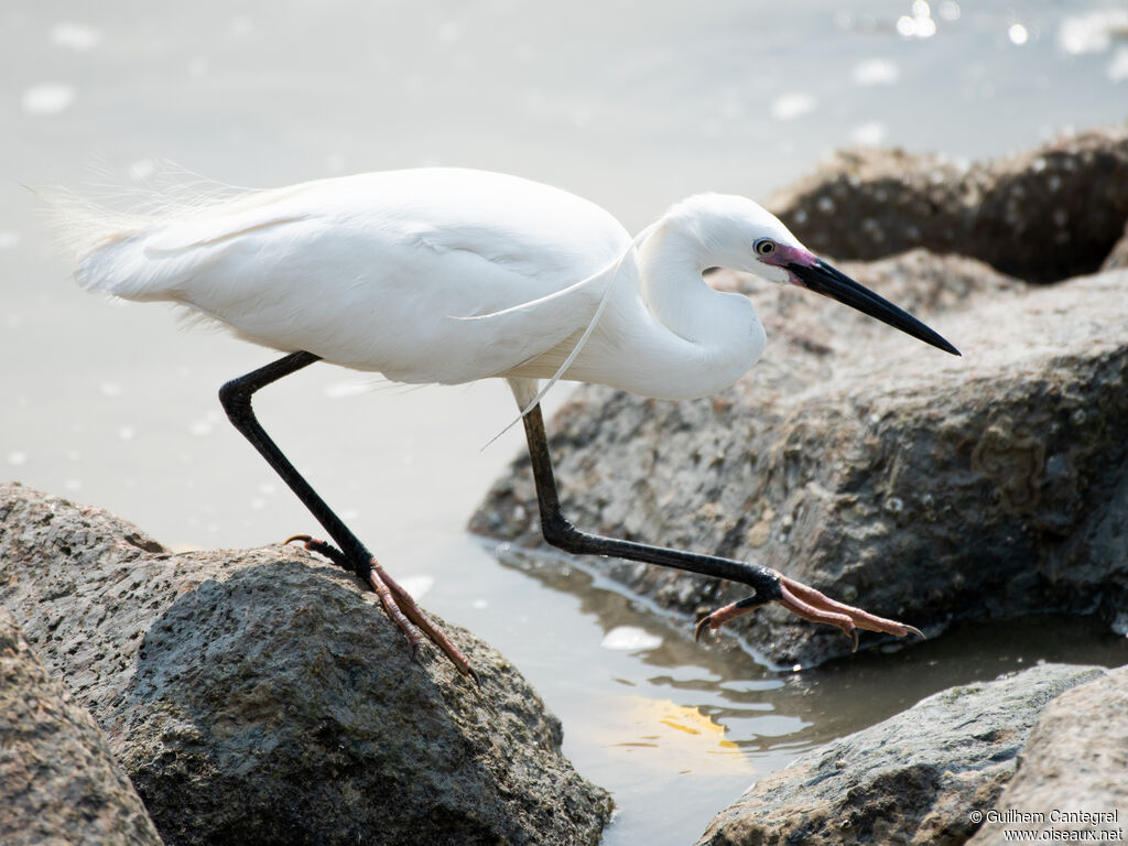 Little Egret, aspect, pigmentation, walking