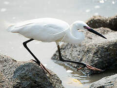 Little Egret