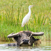 Little Egret