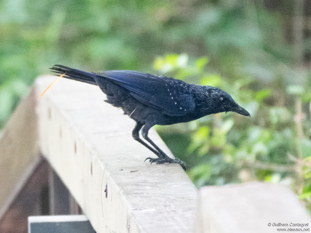 Blue Whistling Thrush, identification, aspect, pigmentation, walking