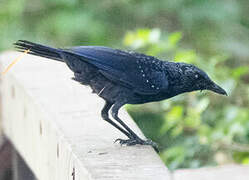 Blue Whistling Thrush