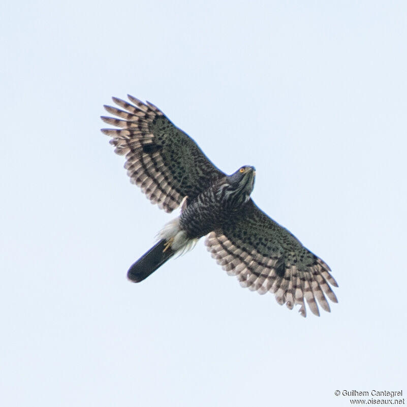 Crested Goshawk, aspect, pigmentation, Flight