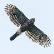 Crested Goshawk