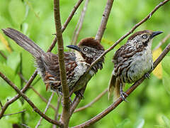 Chinese Babax