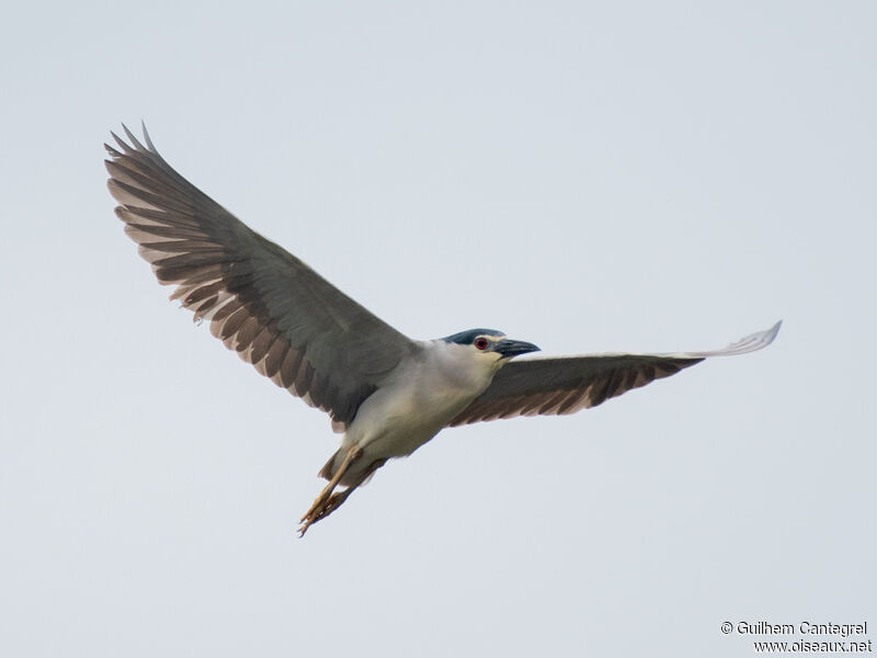 Black-crowned Night Heron, aspect, pigmentation, Flight