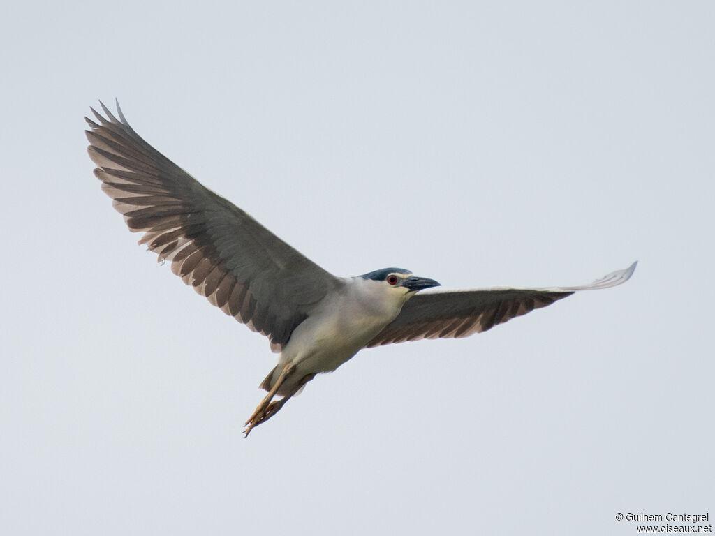 Black-crowned Night Heron, aspect, pigmentation, Flight