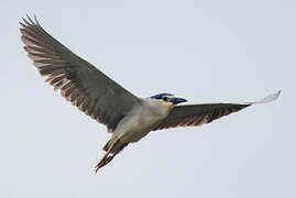 Black-crowned Night Heron