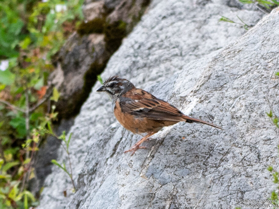 Meadow Bunting, identification, aspect, pigmentation, walking