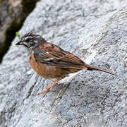 Meadow Bunting