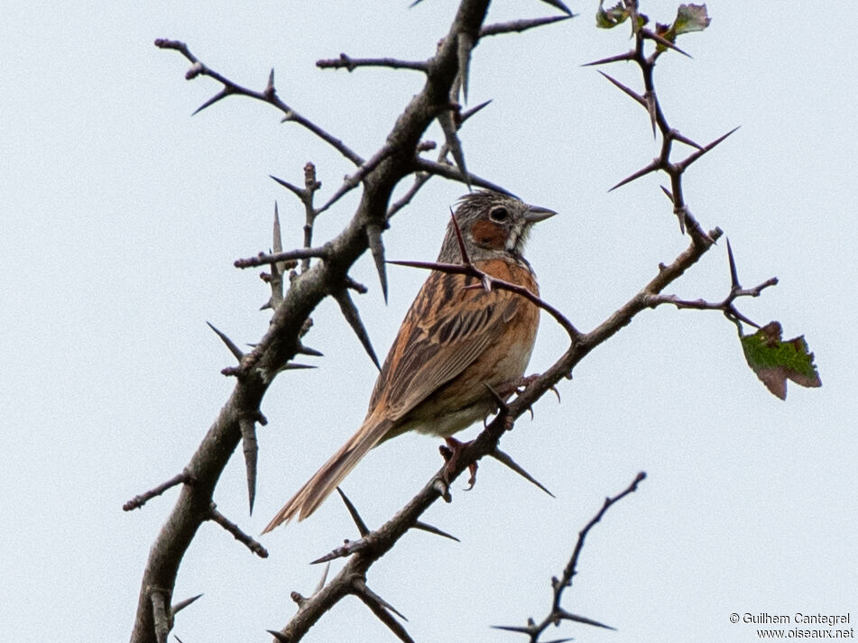 Chestnut-eared Bunting, identification, aspect, pigmentation, walking