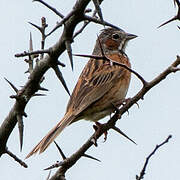 Chestnut-eared Bunting