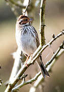 Little Bunting