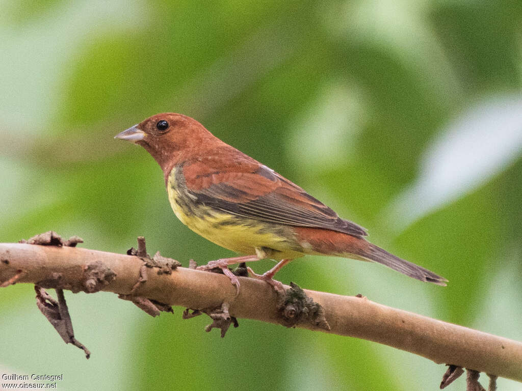 Chestnut Bunting male adult, identification, walking