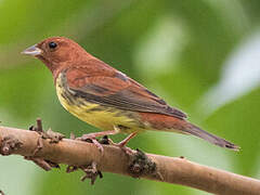 Chestnut Bunting