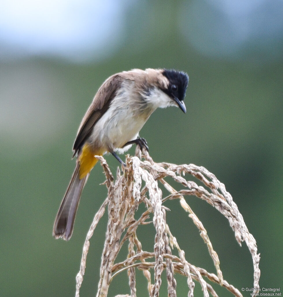 Bulbul à poitrine brune, identification, composition, marche