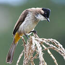 Bulbul à poitrine brune