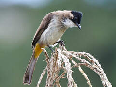 Bulbul à poitrine brune