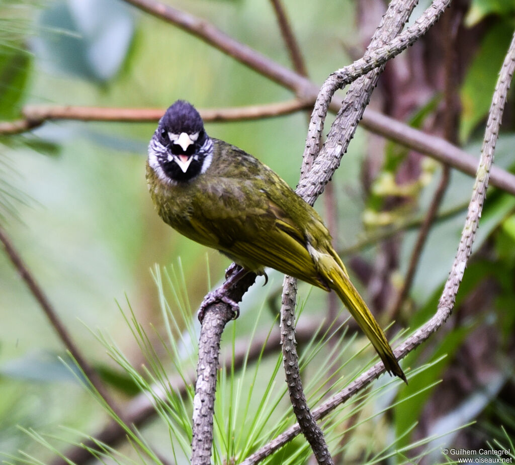 Bulbul à semi-collier, portrait, pigmentation, marche, chant