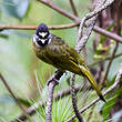 Bulbul à semi-collier