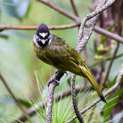 Collared Finchbill