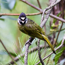 Bulbul à semi-collier