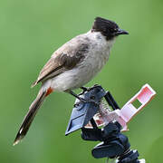 Bulbul cul-d'or