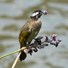 Bulbul de Chine