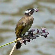 Light-vented Bulbul