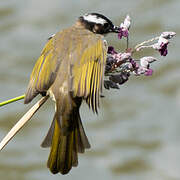 Light-vented Bulbul