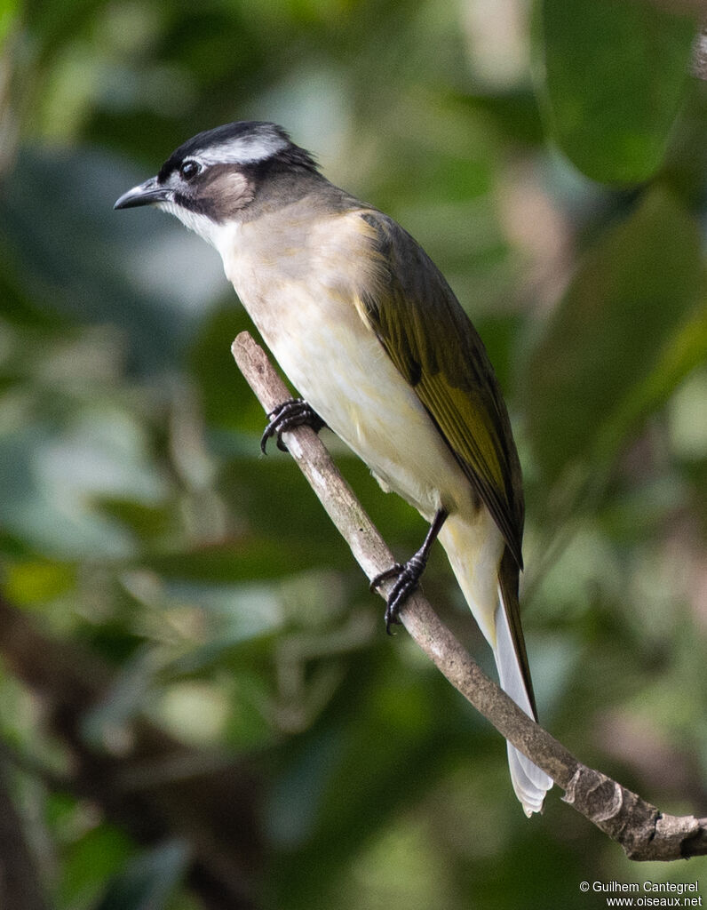 Bulbul de Chine, identification, composition, pigmentation, marche