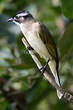 Bulbul de Chine