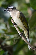 Light-vented Bulbul