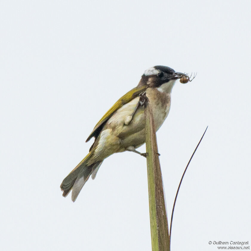 Bulbul de Chine, identification, composition, pigmentation, marche, mange