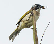 Light-vented Bulbul