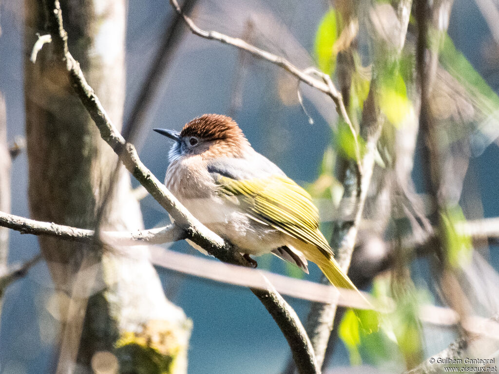 Mountain Bulbul, identification, aspect, pigmentation, walking